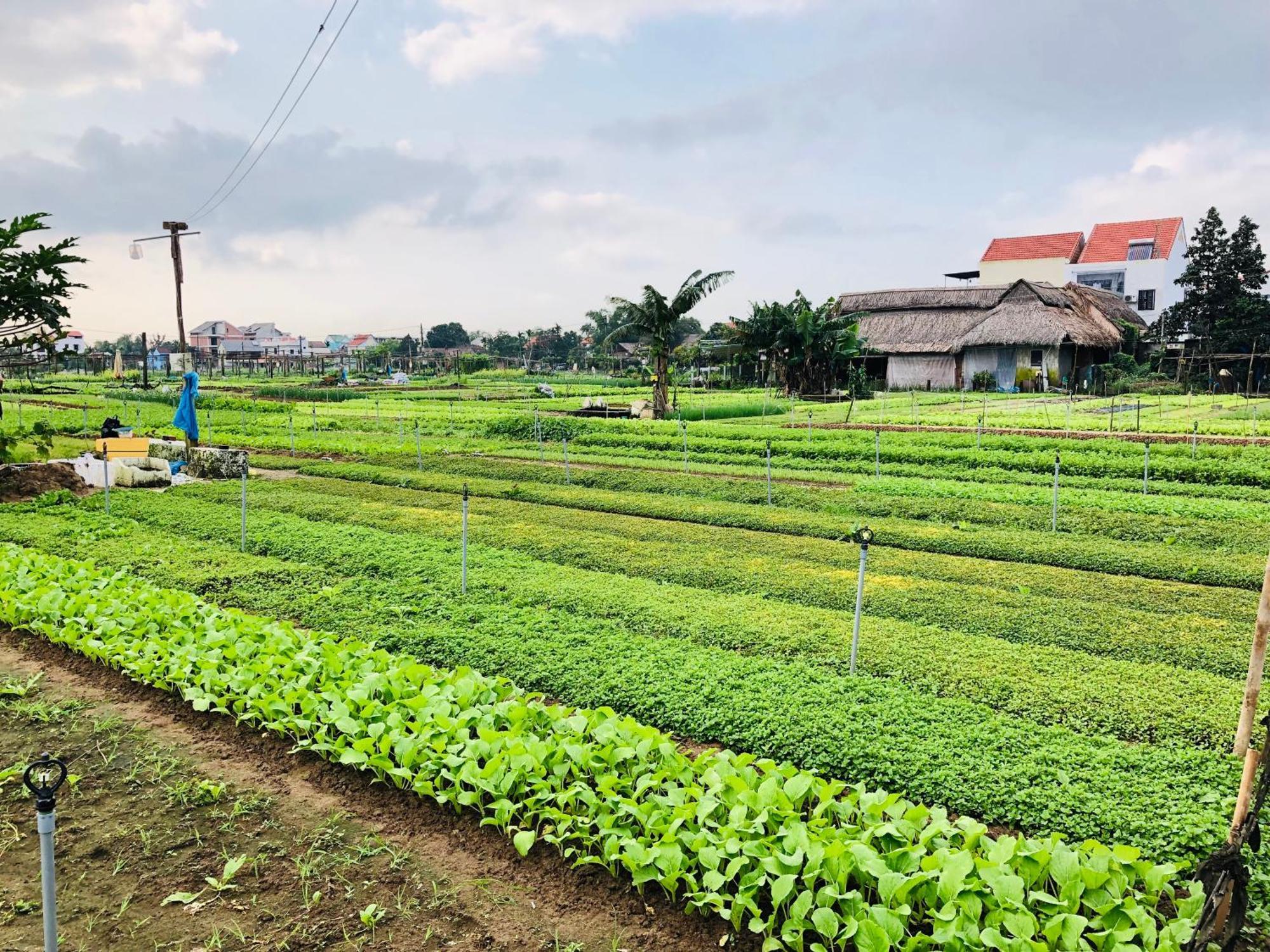 Snow Pearl Homestay Hoi An Luaran gambar